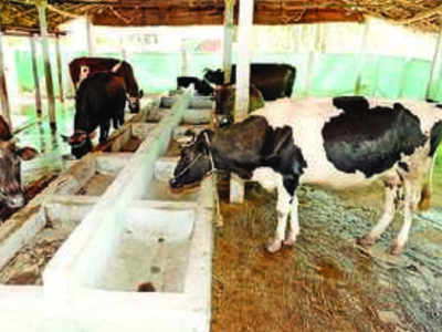 Animal husbandry department mulls random checks on dairy farms | Coimbatore  News - Times of India