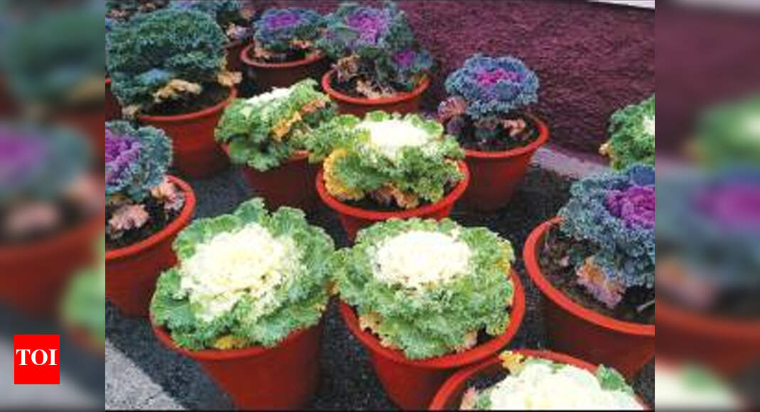 Flower show enthrals Udaipur Udaipur News Times of India