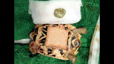 Mumbai: 20 gm bladder stone removed from 150 gm star tortoise