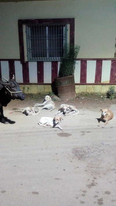 Stray dogs in Vasanth Nagar, near vetri vinayagar