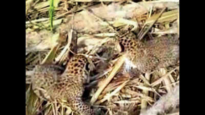 Two leopard cubs rescued from farm land in Erode