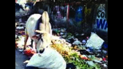 Flash strike by workers hits garbage collection in Nagpur