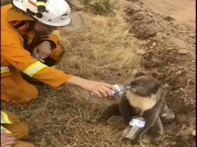 Image result for thousands of koalas burned