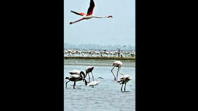 ‘Birds should matter as much as lions to Gujarat’