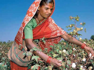 On Jan 5, Maha farmers set to showcase success of sowing banned HTBt cotton