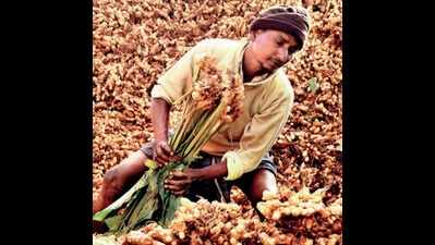 Turmeric farmers in Nizamabad worried over less demand and low price