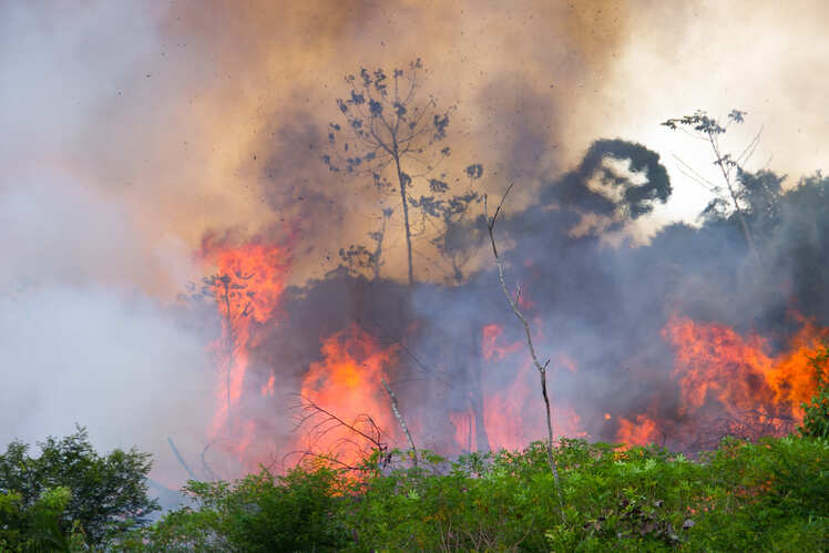 As the Amazons continued to burn