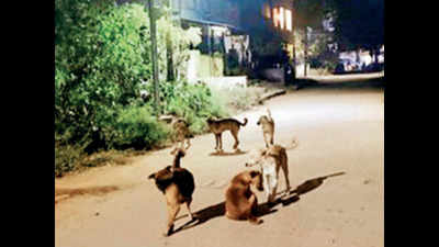 Secunderabad: Yapral locals lose sleep as canine population rises