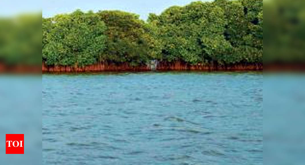 tamil-nadu-s-mangrove-forest-cover-comes-down-by-4sqkm-chennai-news