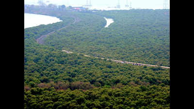 Maharashtra: 72% rise in mangrove cover in 6 years