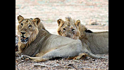 Gujarat: 8,000 e-eyes to count lions across 25,000 sq km