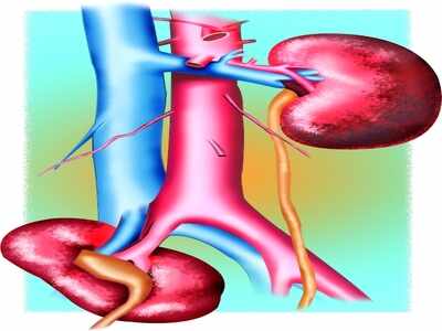 New drug delivery technique can inject genes into kidneys - Times of India