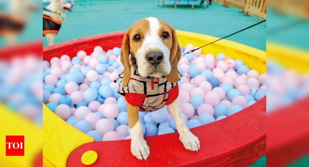 Pets Have A Purr-fect Time At This Fest | Delhi News - Times Of India