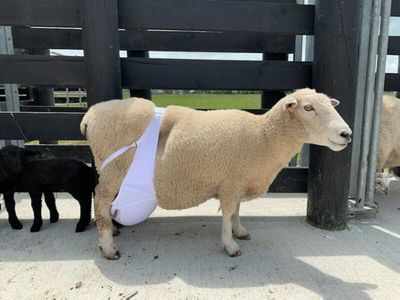 Have you ever seen a sheep wearing a bra?