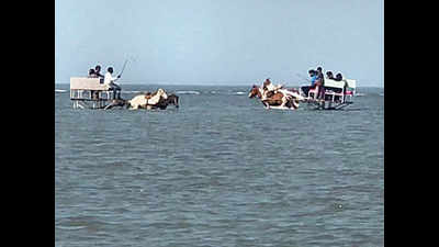 Raigad: Alibaug horses driven into the sea for joyride