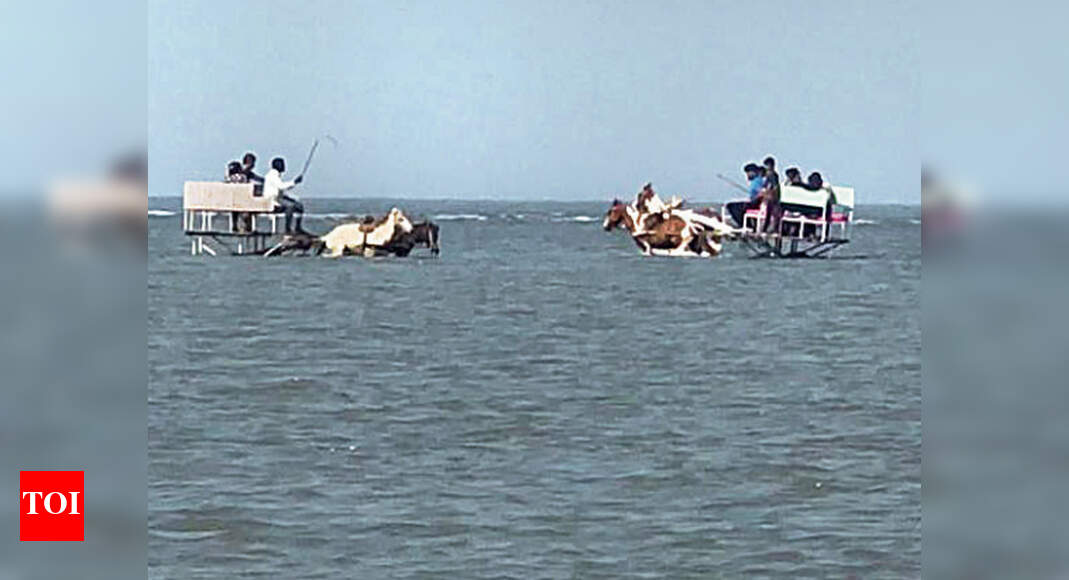 Raigad Alibaug horses driven into the sea for joyride Navi Mumbai News Times of India