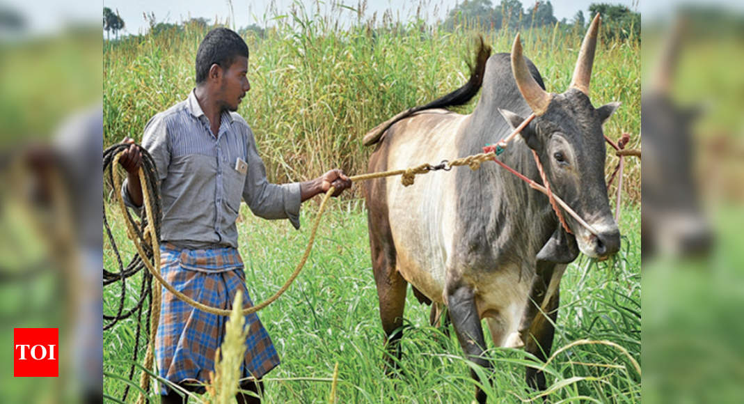 tamil-nadu-cattle-farmers-worried-about-new-breeding-act-madurai