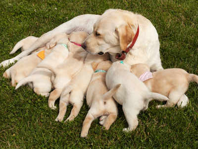 Puppies best sale and pregnancy