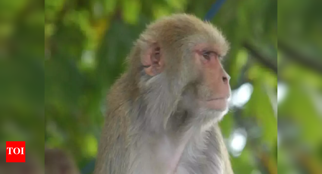 Kozhikode: Health department intensifies vigil against monkey fever ...