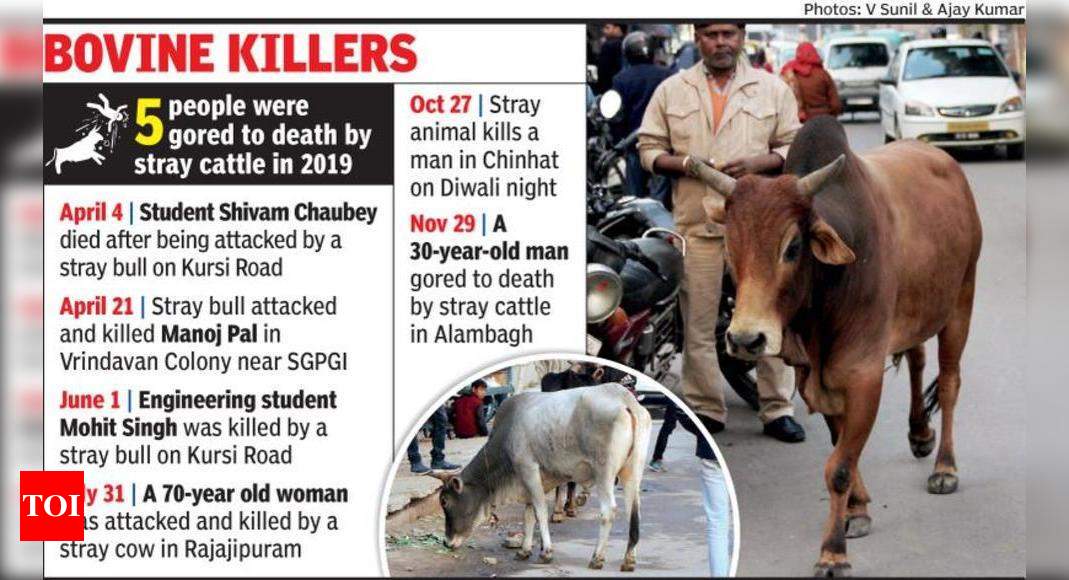Lucknow Municipal Corporation fails stray cattle task, 1,500 animals still  roam free | Lucknow News - Times of India