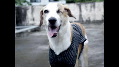 Chennai: Want to feed a stray dog? Register with corporation