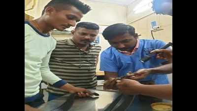 Mumbai: Injured cobra rescued, nursed and then released in Dahisar