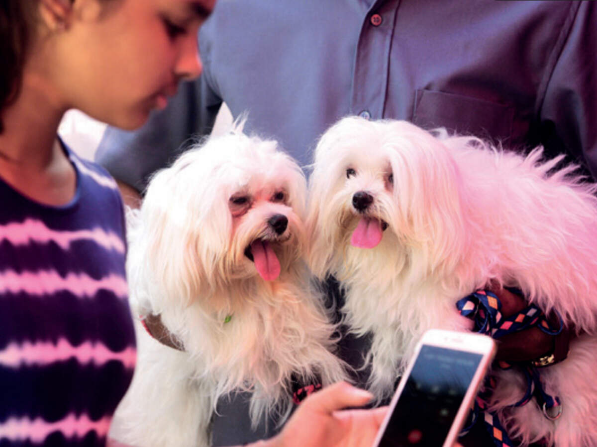 durgapura dog hospital