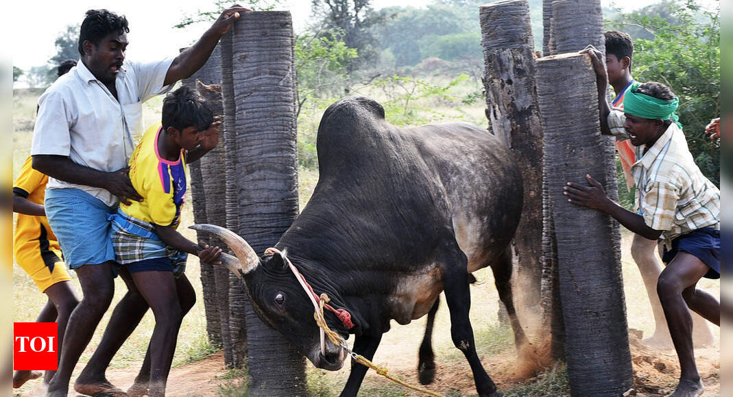 How bulls are trained for jallikattu | India News - Times of India