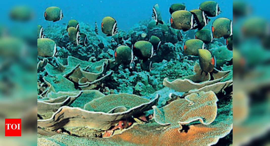 Gujarat worst in marine resource conservation | Ahmedabad News - Times