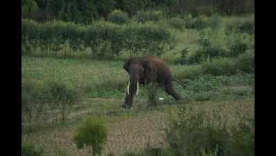 As elephants wreak havoc, Belthangady villagers fume