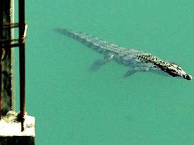 Trap Set For Crocodile At Mulund Construction Site Mumbai