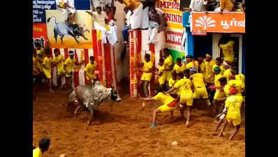Jallikattu: Madras high court moved to ensure safety of bulls and owners waiting behind vadivasal