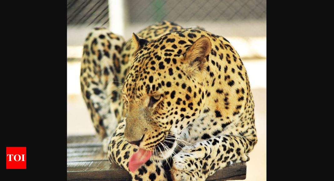 Prowling glory: Gujarat leopard count up 63% to 2,274