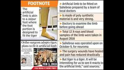Nagpur: Tiger Sahebrao to be fitted with artificial limb on January 18
