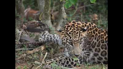 Bijnor: Leopard attacks if not checked, poachers will exploit fears of villagers, feel experts