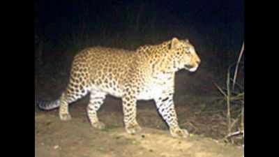 After Bijnor, now locals in Moradabad ‘kill’ leopard