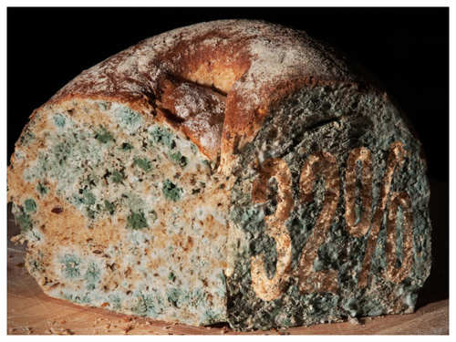 What Happens If You Eat Moldy Bread?
