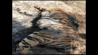 Tiger carcass sans teeth, paws and tail found in Maharashtra