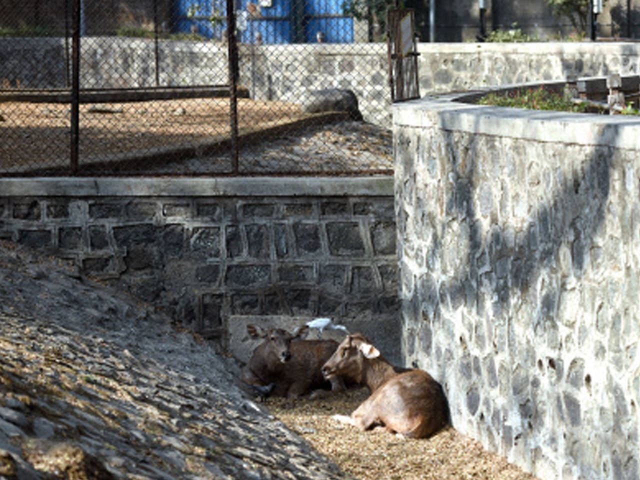 Mumbai: 59 animals and birds died at Byculla zoo in 2018-2019 | Mumbai News  - Times of India