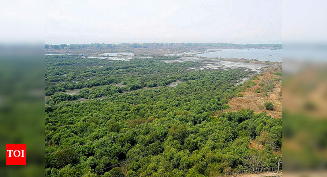 Mumbai: 1,500 hectares of mangroves left out of flamingo sanctuary