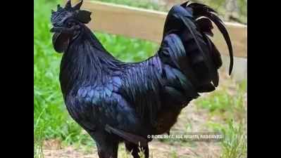 AP: Demand for Kadaknath rooster up for Sankranti