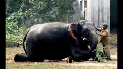 Tusker owned by BJP MLA tramples mahout to death