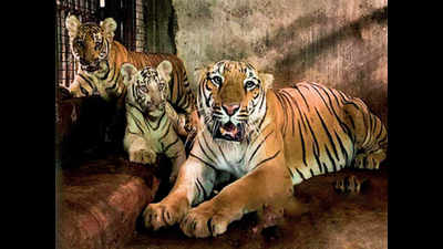 Chennai: Four-month-old tiger cubs latest addition to Zoo