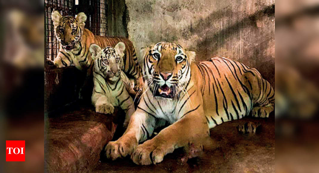 Chennai: Four-month-old tiger cubs latest addition to Zoo | Chennai ...