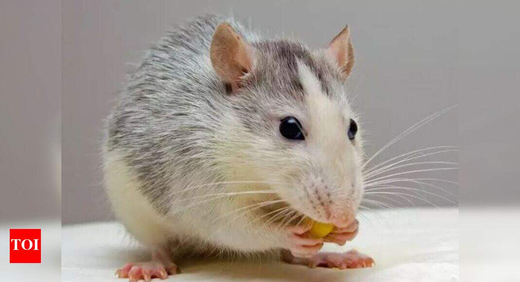 Bengaluru Rodents Nibble Away At Vehicle Wiring Bengaluru News Times Of India