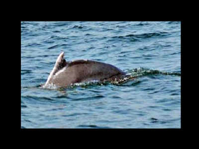 Gahiramatha readies for second dolphin census