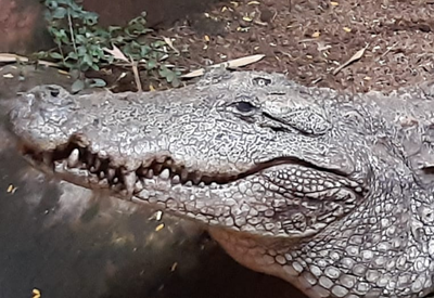 Chinese alligator - Wikipedia