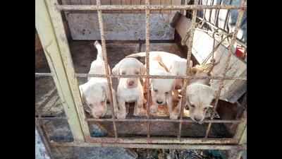 After two rescues, illegal pet breeders in city under scanner