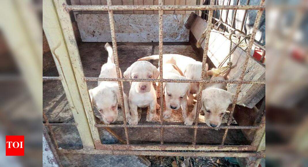 After two rescues, illegal pet breeders in city under scanner