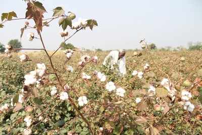 Maharashtra cotton farmers defy govt, plant ‘seeds of hope’ in fields, and hearts